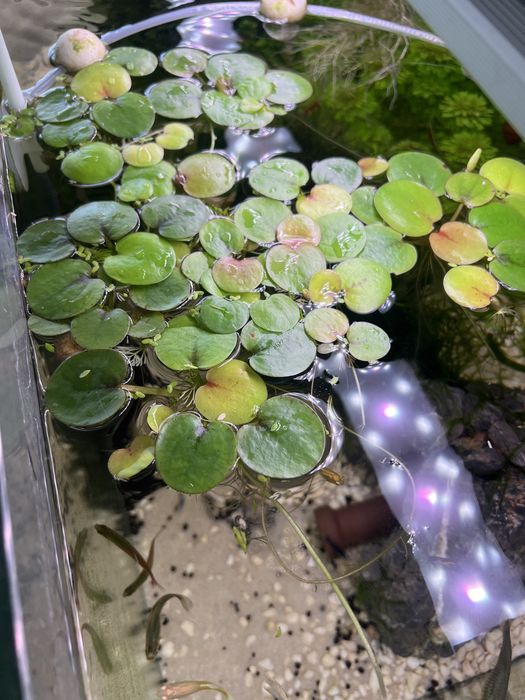 Amazon Frogbit (Limnobium laevigatum) porção