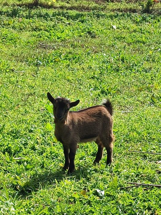 Cabras anãs  muito dóceis