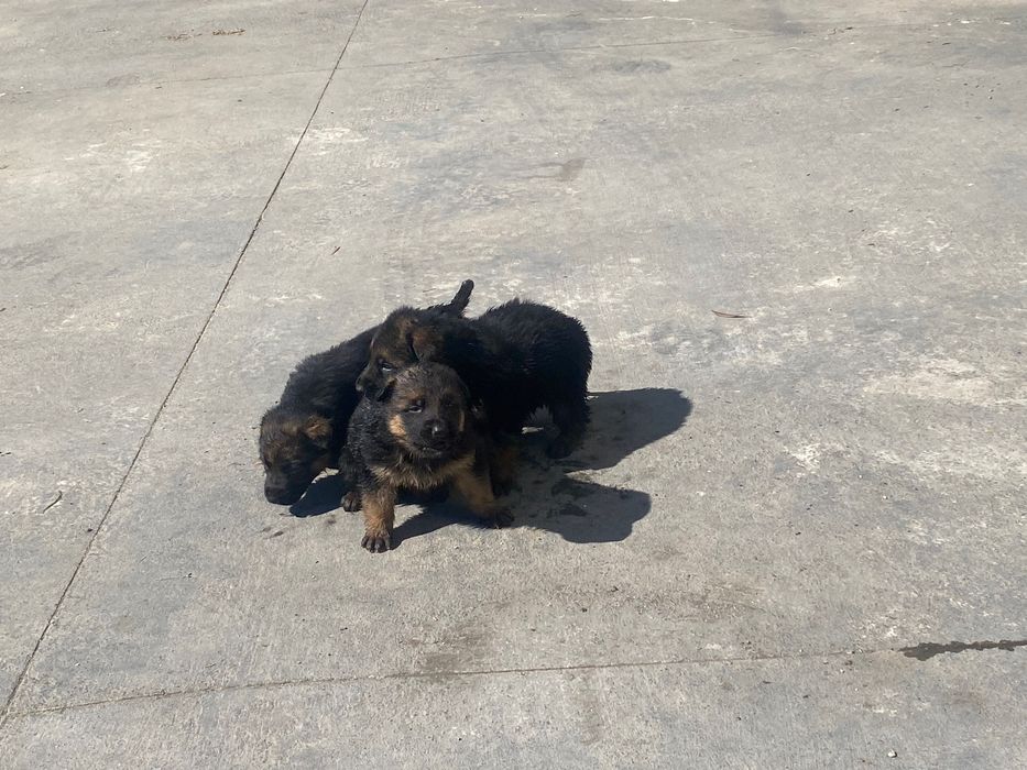 Pastor alemáo puros