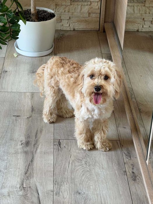 Maltipoo F1 -PIESEK