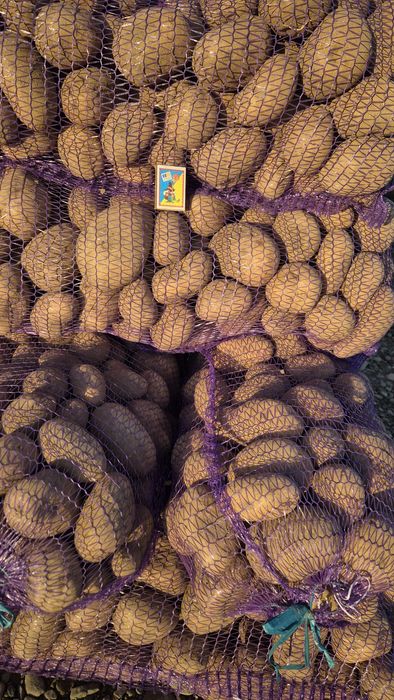 Продам велику картоплю, сорт парадіза і арізона