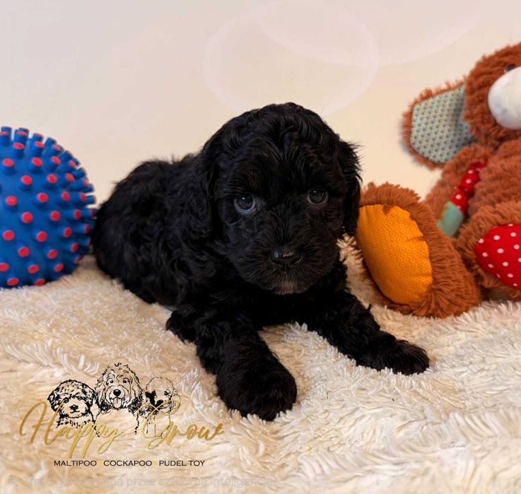 Cockapoo F1b puchate słodziaki