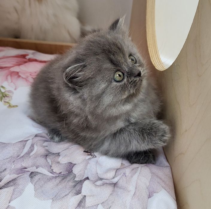 Koteczka szkocka prostoucha długowłosa WCF