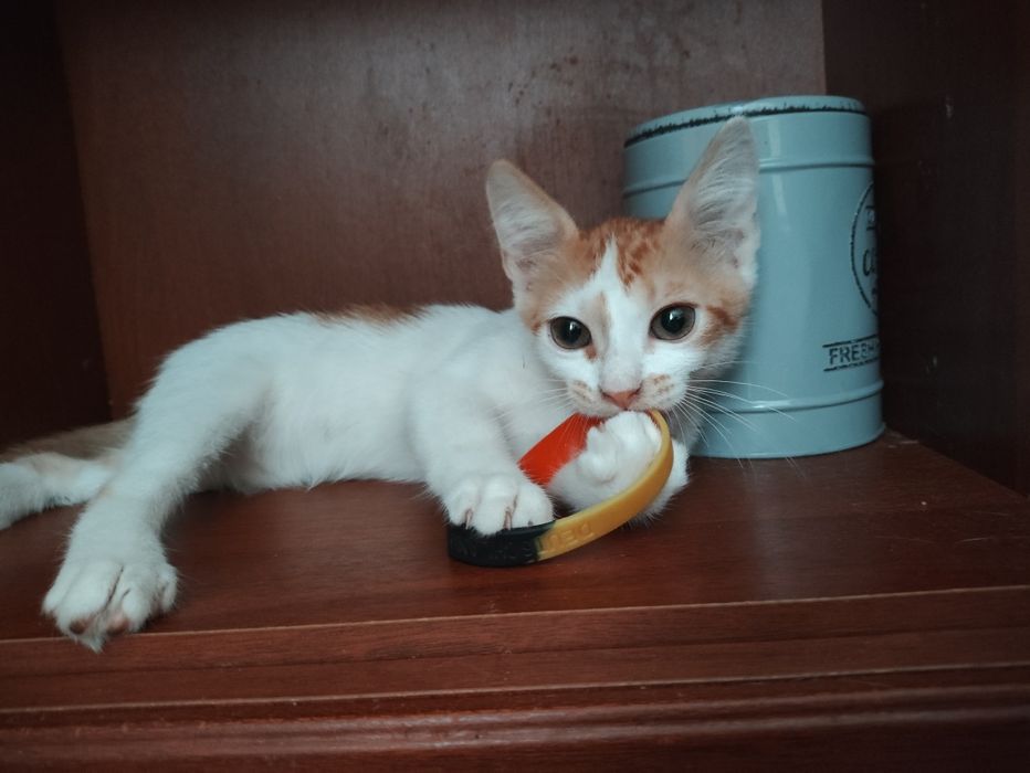 Кошенята, котята, Котёнок