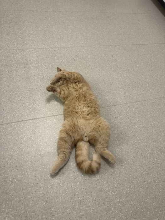 Вʼязка котів Львів