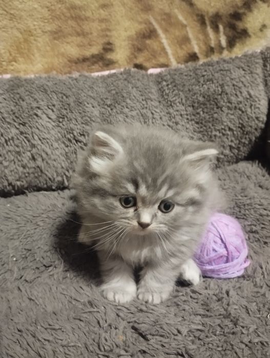 Британські вісловухі малюки готові до люблячої сім'ї