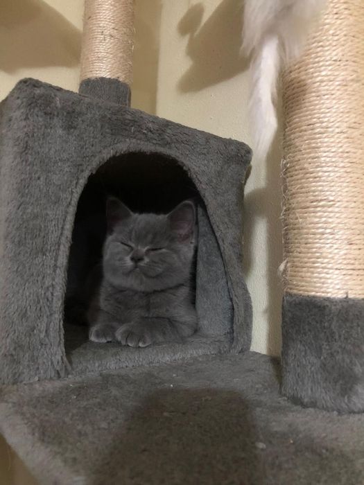 Scottish Straight Blue