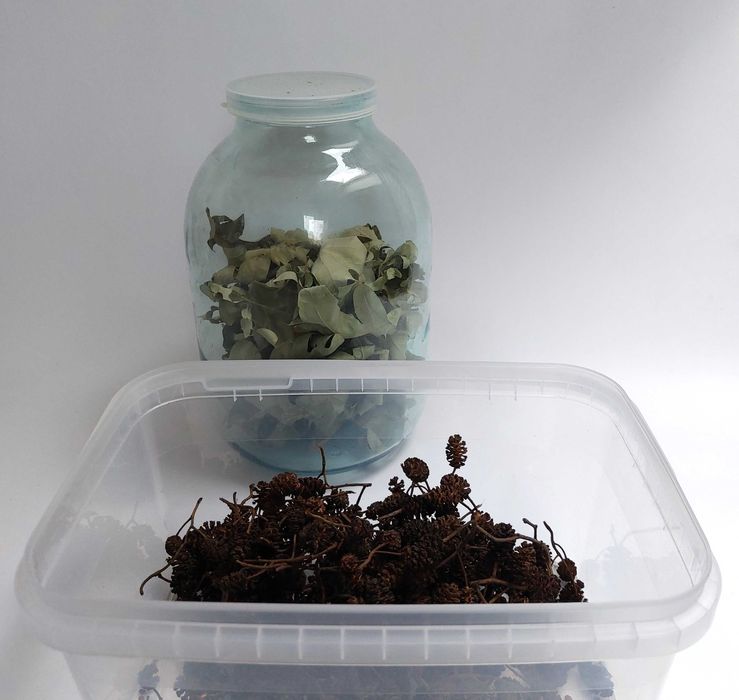 szyszki olchy do akwarium ponad 500 sztuk