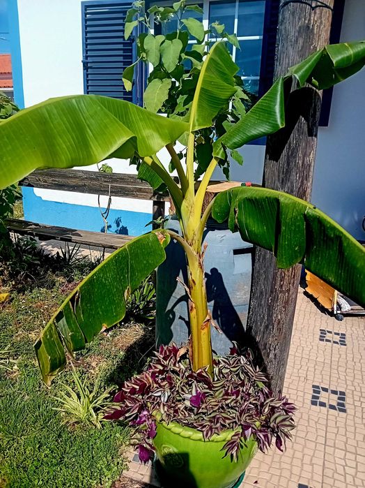 Bananeira em vaso grande de barro