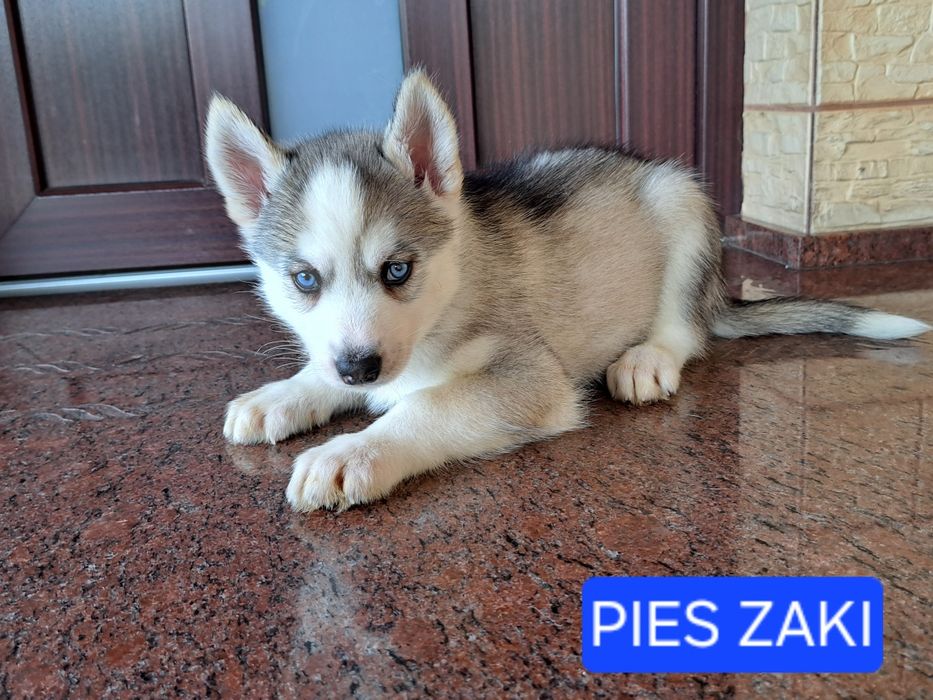 Husky Syberyjski