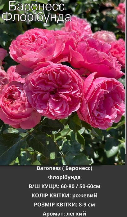 Саженцы роз, Спрей, Троянди Чайно гибридні, Флорибунда