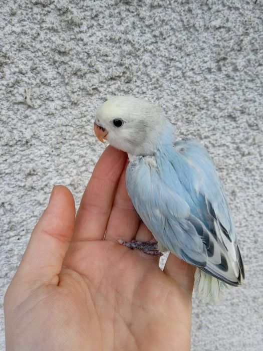 Agapornis Domesticados