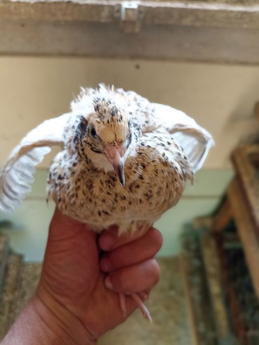 Ovos de codorniz gigantes e codornizes