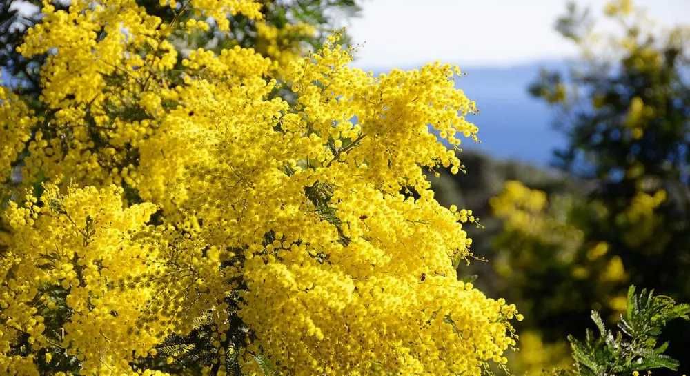 Мімоза грузинська, квіти мімози. Оптом