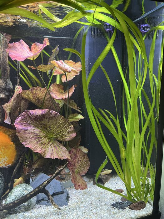 Vallisneria gigantea  xl liscie okolo 150 cm