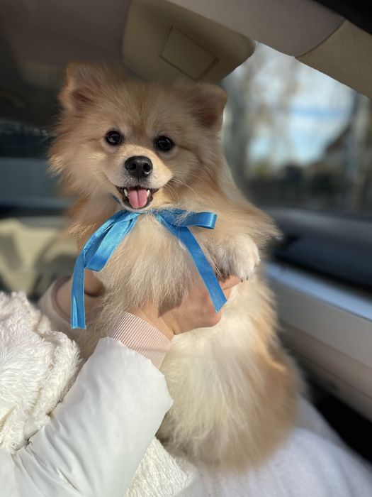 Померанські шпіци — Наймякші лапки цього року