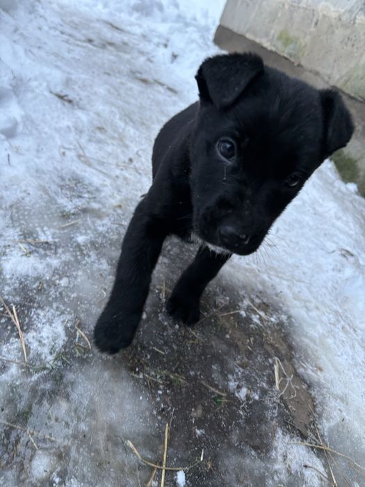 Oddam pieski w dobre ręce!