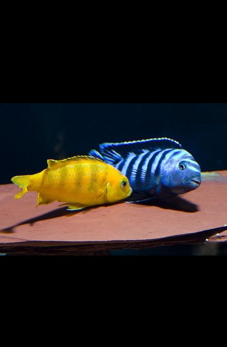 Ciclideos Saulosi
