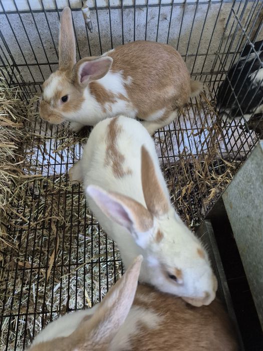 Coelhos domésticos