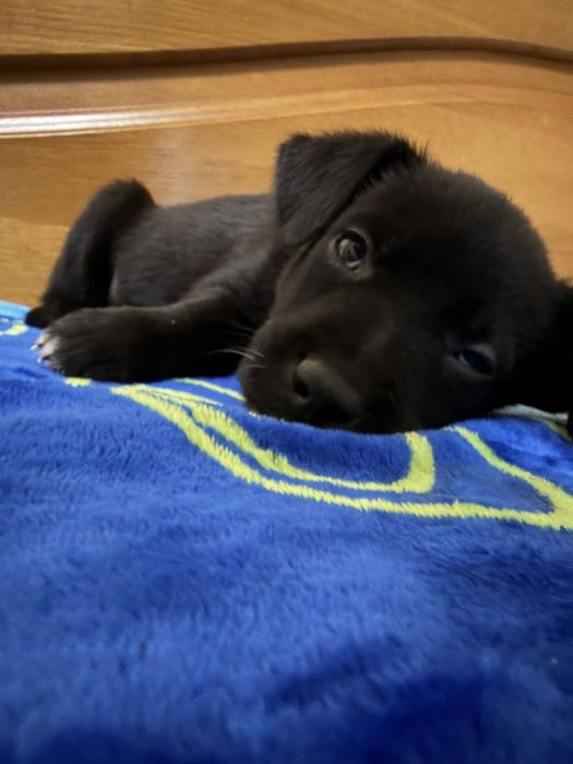 Щенки от золотистого ретривера.