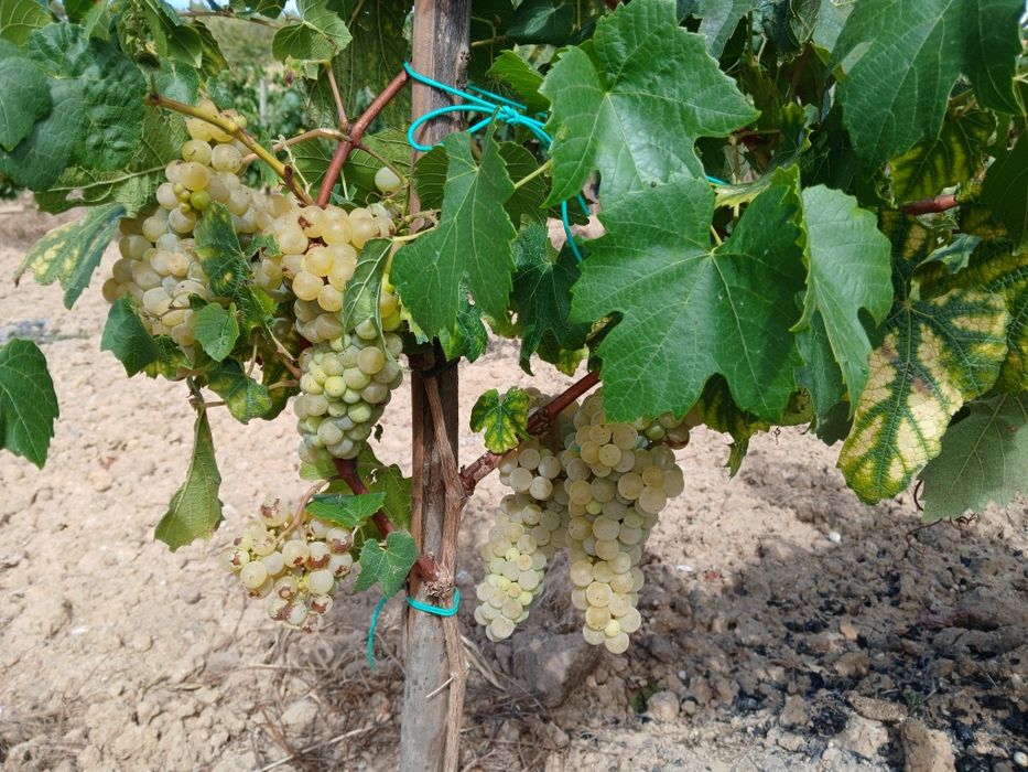 Vendo uvas tintas e brancas para vinho