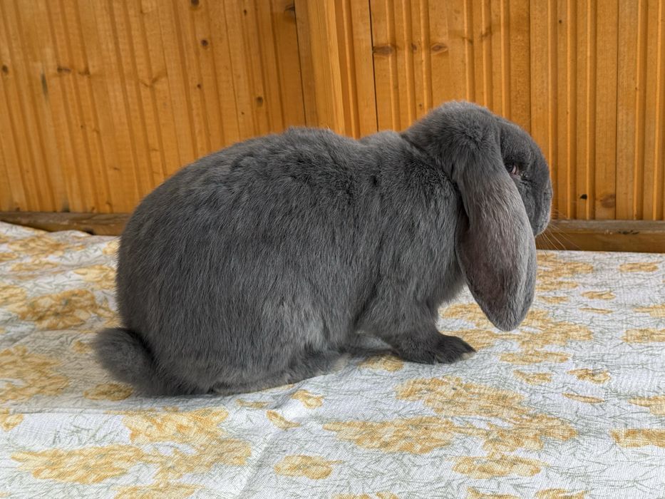 Samce baran francuski niebieski rodowód