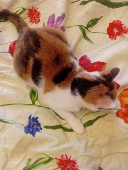 Игривая ручная кошечка, 8 мес. Стерилизована.