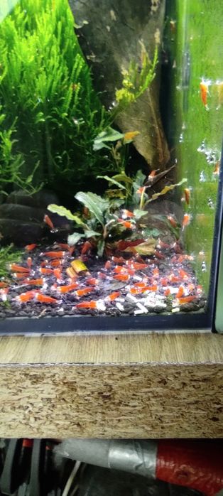 Krewetki Caridina -Super Crystal Red