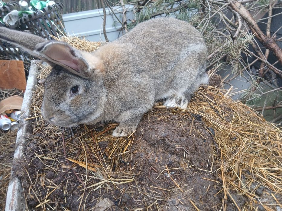 Króliki,  króle, samce,  młode