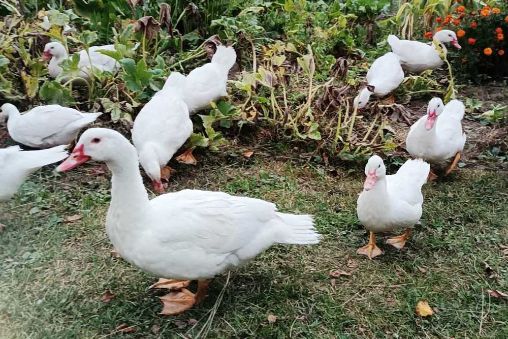 Індокачки . Молодь на племя 2025  .Німецької  та французської селекції