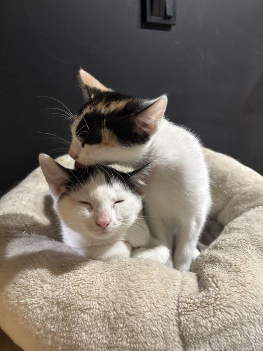 Zuma i Sima szukaja domu!