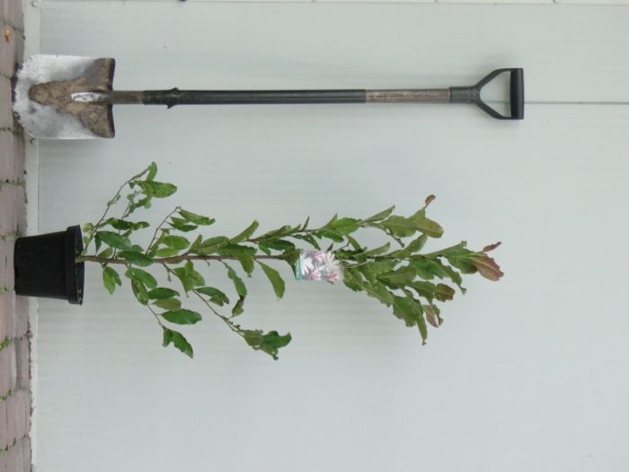 Magnolia      C3