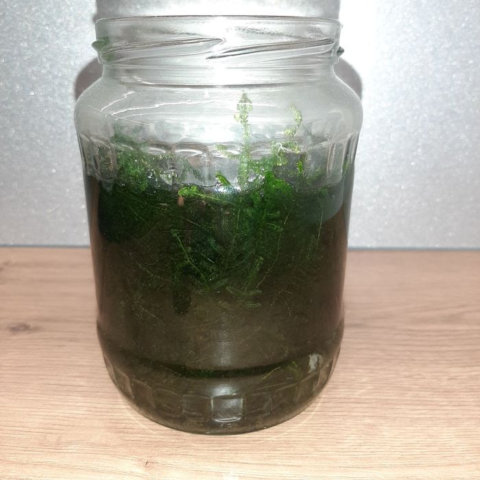 Słoik mchu java moss do akwarium