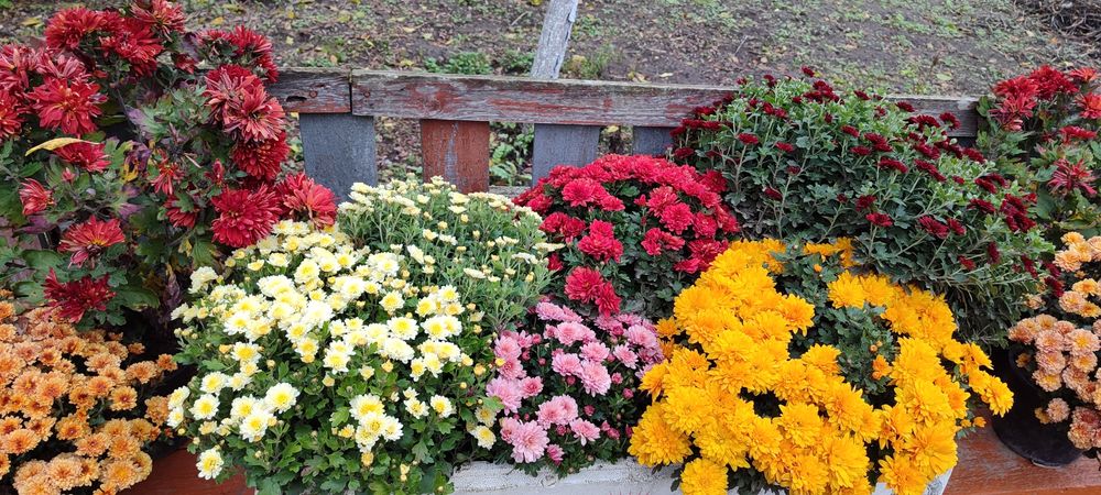 Продам хризантему в горщиках, недорого є не розквітлі