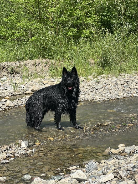 Німецька вівчарка, вʼязка, чорний довгошерстий кобель