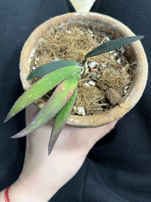 Hoya mirabilis cała