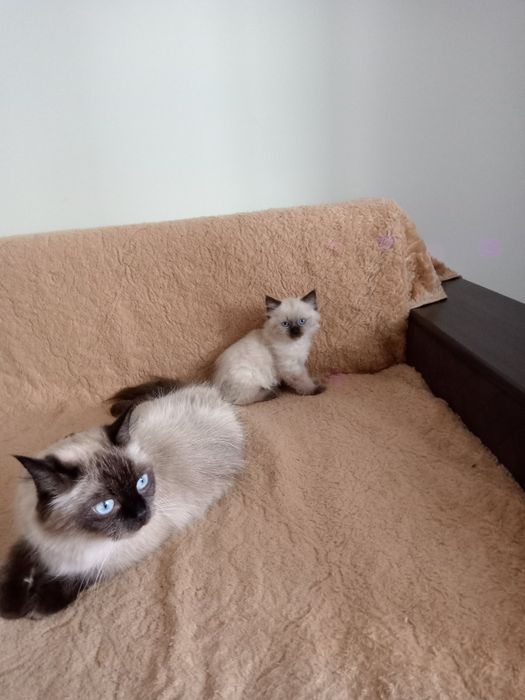 Невська маскарадна дівчинка 2,5 міс