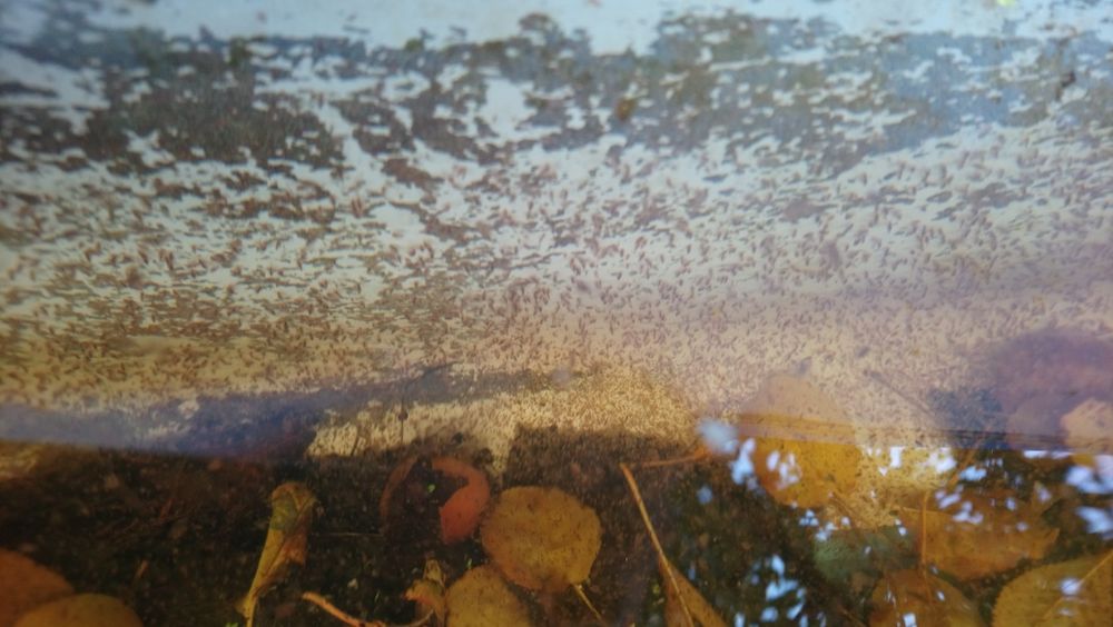 Дафния живая культура