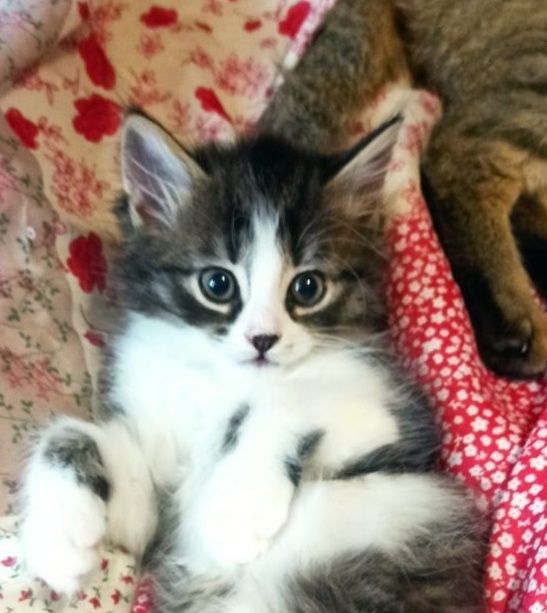 Кошеня хлопчик. Метис турецької. 2 місяці.