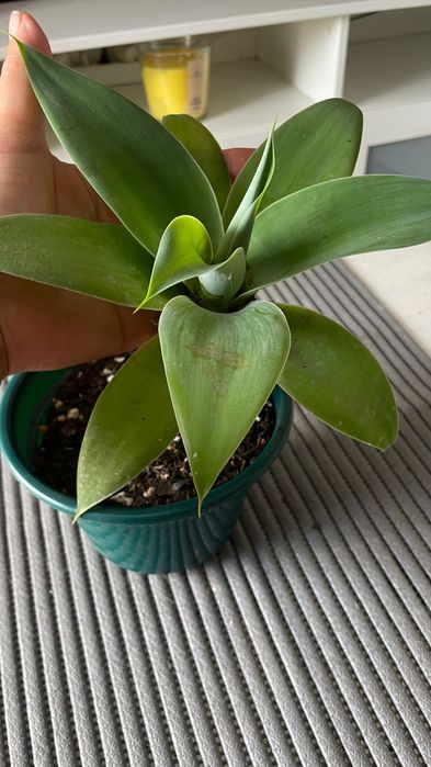 Plantas Agave Dragão (Agave attenuata)