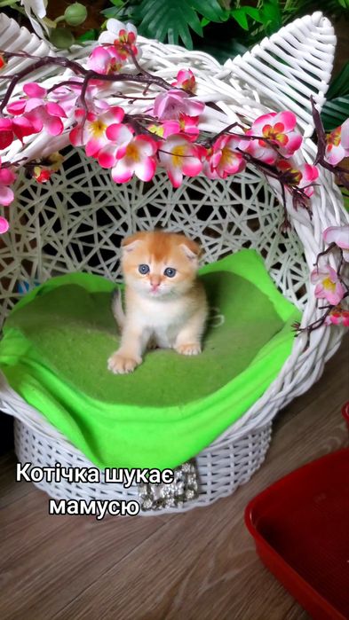 Милий ласкавий малюк. Кошенята золота шиншила.