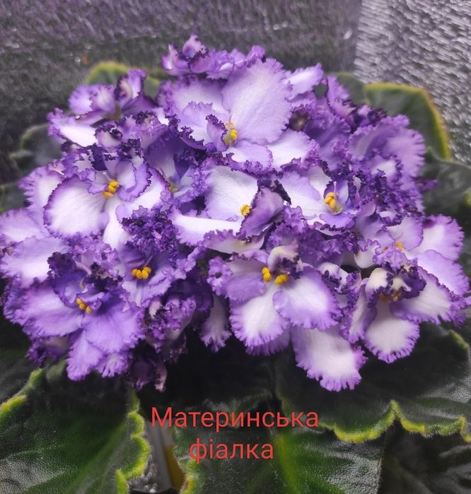 Фіалка дітки сортова Midnight Twist. Кімнатні рослини