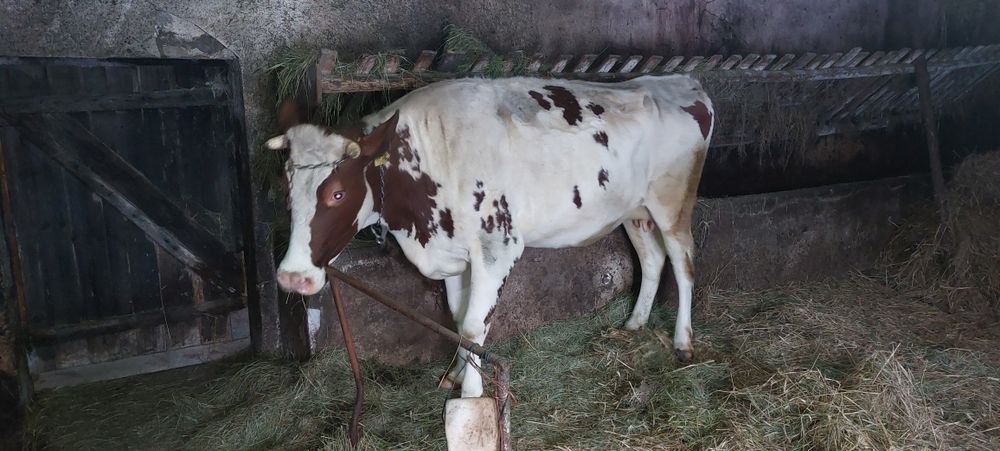 Krowa na wycieleniu  HF