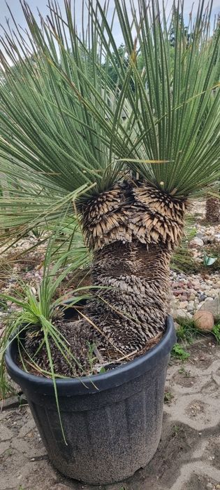 Palma waszyngtonia robusta yucca rostrata brahea armata pien 100cm dasylirion seratofolium pien 70,drzewo oliwne obwod pnia 140 cm  wys . 3m.