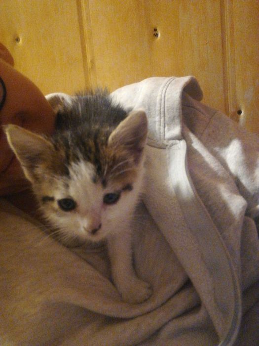 Oddam małe kotki