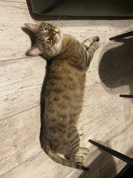 IGNAŚ - 6-letni kocur FIV+ kochany miziak do adopcji!