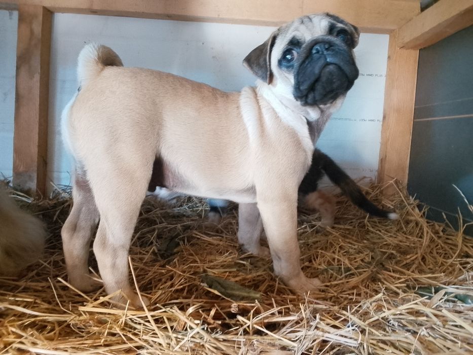 Mops  piesek 4-mies.