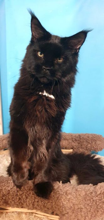 Питомник SEA BREEZE  преставляет молодого мальчика Зефир !