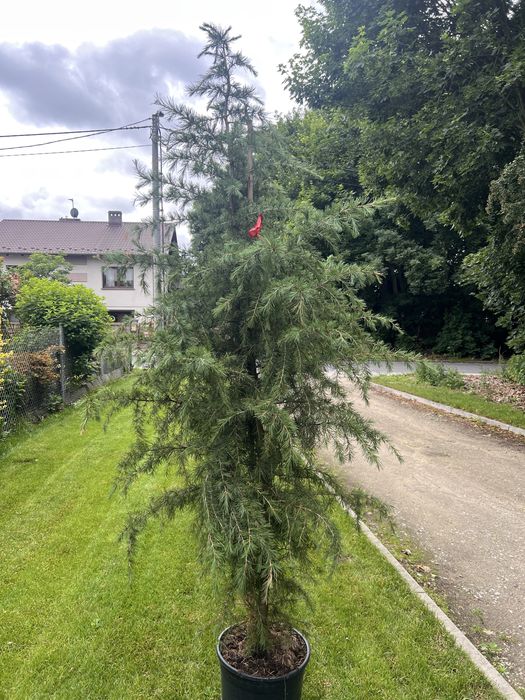 Cedr himalajski - cedrus deodora C20 150-175cm