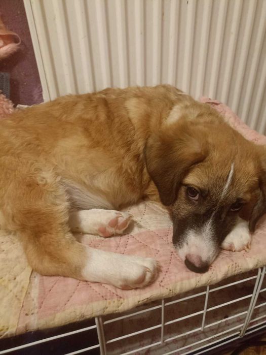 Цуценя, хлопчик в добрі руки